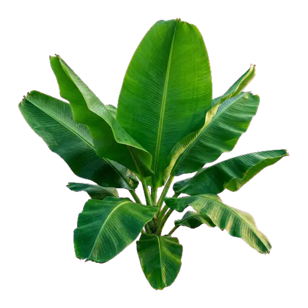 Realistic Banana Canopy